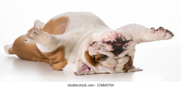 dog laying upside down - english bulldog on back sleeping isolated on white background - Powered by Shutterstock