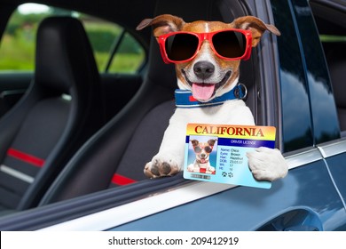 dog leaning out the car window showing the drivers license