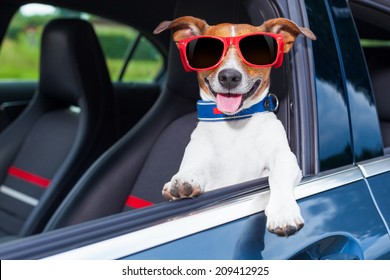 dog leaning out the car window making a cool gesture wearing red sunglasses