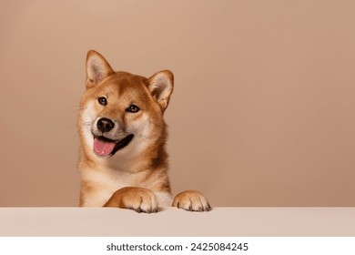 The dog leans its paws on the white table and happily begs for food or attention. The happy and smiling dog radiates health. Cute Shiba Inu Portrait on Beige Background. Place for text - Powered by Shutterstock