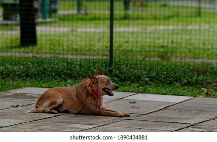 A Dog With Lease Hanging Over Its Ear. 