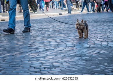 dog leashed