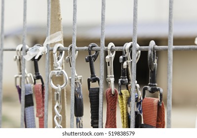 Dog Leashes Hanging Metal Door, Animals And Objects