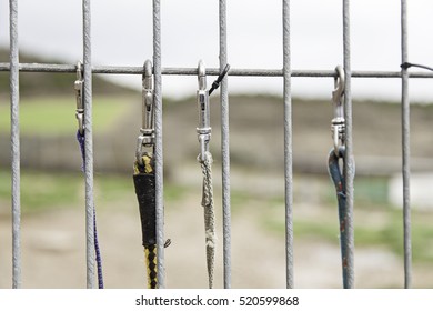 Dog Leashes Hanging Metal Door, Animals And Objects