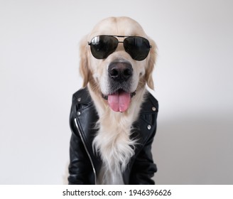 A dog in a leather jacket and sunglasses obediently sits with his tongue out. Golden retriever biker. Announcements about clothing for pets, entertainment center or veterinary clinic.