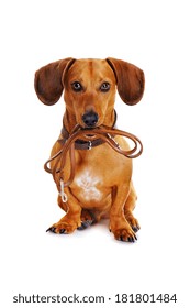 Dog With Leather Leash Ready To Go For A Walk