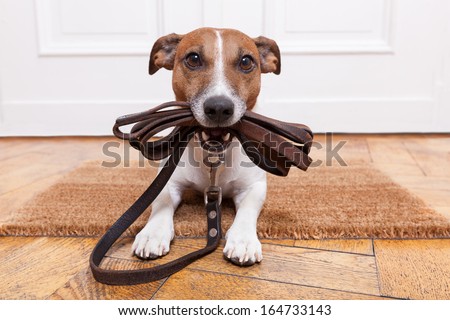 dog with leather leash waiting to go walkies