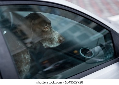 Dog Left Alone In Locked Car. Abandoned Animal In Closed Space. Danger Of Pet Overheating Or Hypothermia. Owner's Negligence And Health Threat