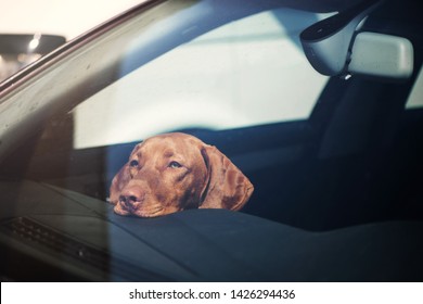 Dog Left Alone In Locked Car. Abandoned Animal Concept.