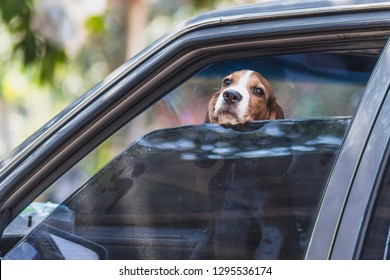 The dog was left in the car suffering from hot weather.