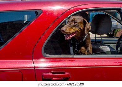 A Dog  Is Left In A Hot Car With Windows Open For Air