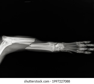 Dog leg fracture xray. Canine radius and ulna limb fracture radiograph  - Shutterstock ID 1997227088