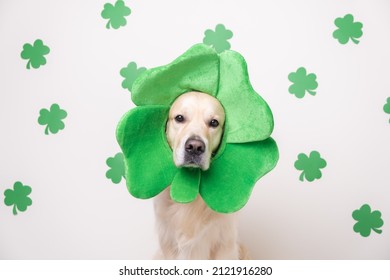 1,029 Leprechaun dog Images, Stock Photos & Vectors | Shutterstock