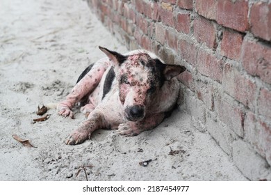 Dog Leprosy Skin Disease, Dog Skin Infection, Dermatitis Disease Closeup Shot