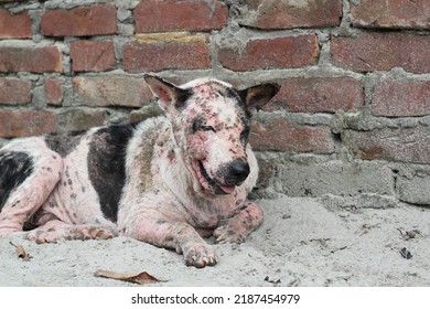 Dog Leprosy Skin Disease, Dog Skin Infection, Dermatitis Disease Closeup Shot