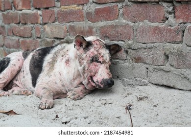 Dog Leprosy Skin Disease, Dog Skin Infection, Dermatitis Disease Closeup Shot