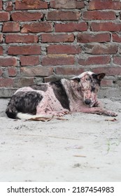 Dog Leprosy Skin Disease, Dog Skin Infection, Dermatitis Disease Closeup Shot