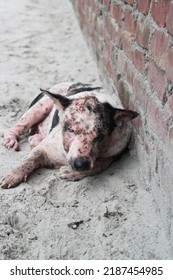 Dog Leprosy Skin Disease, Dog Skin Infection, Dermatitis Disease Closeup Shot