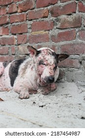 Dog Leprosy Skin Disease, Dog Skin Infection, Dermatitis Disease Closeup Shot