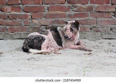 Dog Leprosy Skin Disease, Dog Skin Infection, Dermatitis Disease Closeup Shot