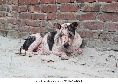 Dog Leprosy Skin Disease, Dog Skin Infection, Dermatitis Disease Closeup Shot