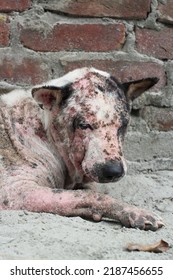 Dog Leprosy Skin Disease, Dog Skin Infection, Dermatitis Disease Closeup Shot