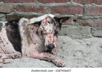 Dog Leprosy Skin Disease, Dog Skin Infection, Dermatitis Disease Closeup Shot