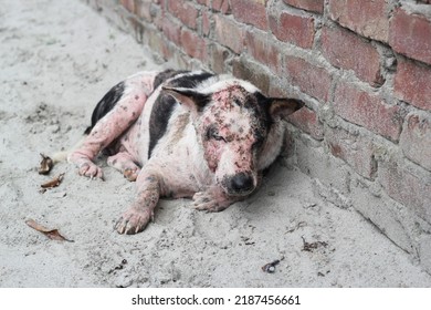 Dog Leprosy Skin Disease, Dog Skin Infection, Dermatitis Disease Closeup Shot