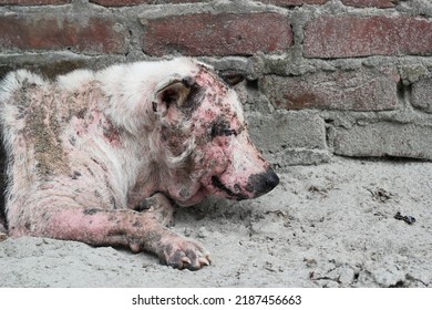 Dog Leprosy Skin Disease, Dog Skin Infection, Dermatitis Disease Closeup Shot