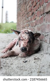 Dog Leprosy Skin Disease, Dog Skin Infection, Dermatitis Disease Closeup Shot