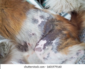 A Dog With Leprosy That Affects Hair Loss