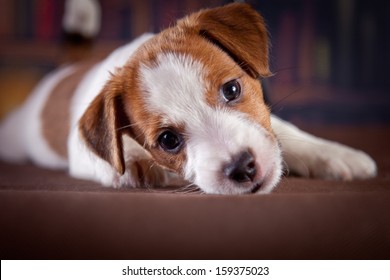 dog in the library. Jack Russell Terrier - Shutterstock ID 159375023
