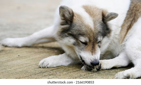 Dog lick, gnaw, sheep, scratch due to itching. from fungi, bacteria, yeast, along the crotch area of the toes Sometimes they even put it in their mouth. may cause various pathogens ingest - Shutterstock ID 2166190853