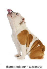 Dog Licking - English Bulldog With Tongue Stuck Out Licking With Silly Expression Isolated On White Background