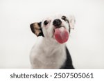 dog licking glass funny picture, white background