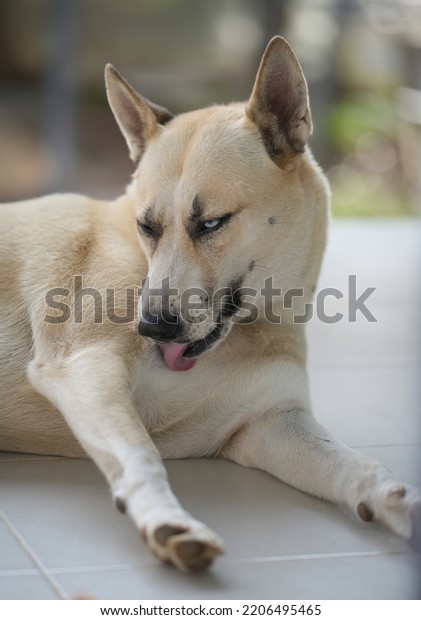 dog-licking-hair-body-parts-one-stock-photo-2206495465-shutterstock