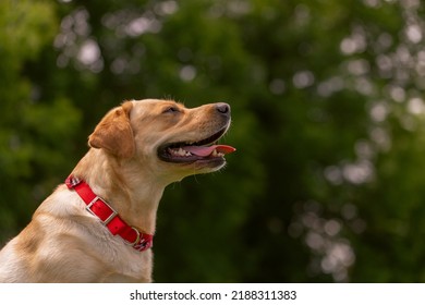 Dog Licking His Lips Close Up, Dog Care Concept