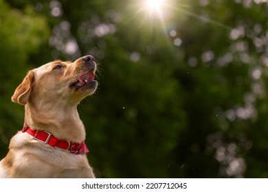 Dog Licking His Lips Close Up, Dog Care Concept