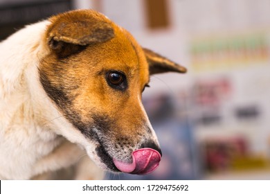 Dog Licking His Nose Because Of Nausea After Xylazine Injection