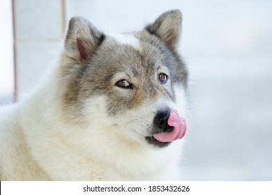 Dog Licking His Nose, Closeup