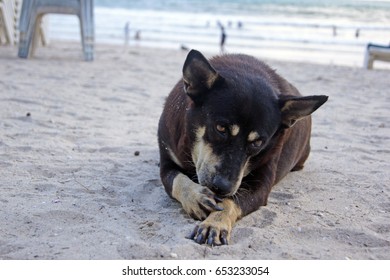 Dog Licking His Paw On The Beach