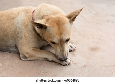 Dog Licking His Paw On Cement Floor