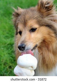 Dog Licking Ice Cream