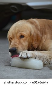 Dog Licking Ice Cube, Shallow Focus