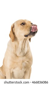 Dog Licking Isolated On White