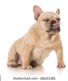 Dog Licking Lips - French Bulldog Licking Lips Isolated On White Background