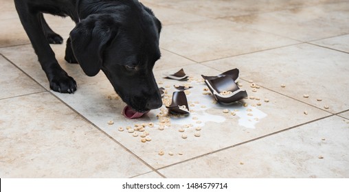 Dog licking up a mess from a shattered cereal bowl on the kitchen floor.