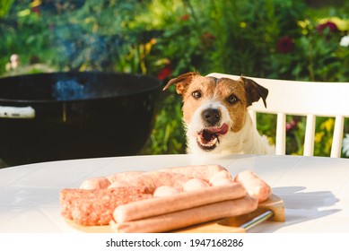 Dog licking mouth looking on pile of sausages on table ready for grilling