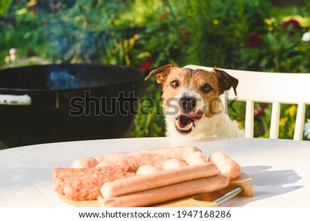 Dog licking mouth looking on pile of sausages on table ready for grilling