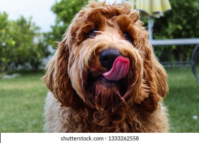 Dog Licking Its Nose With Tounge.